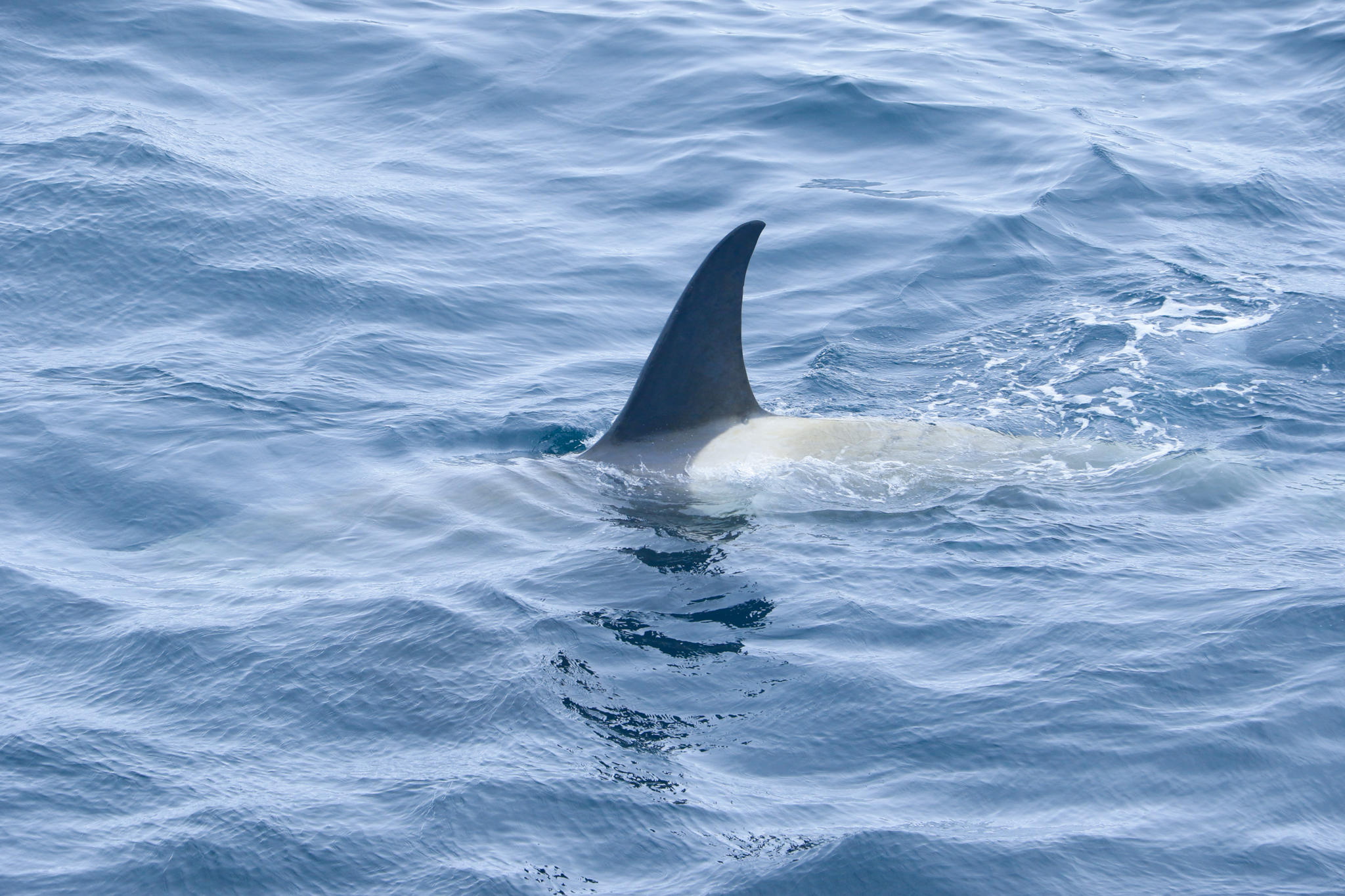 antarica whale