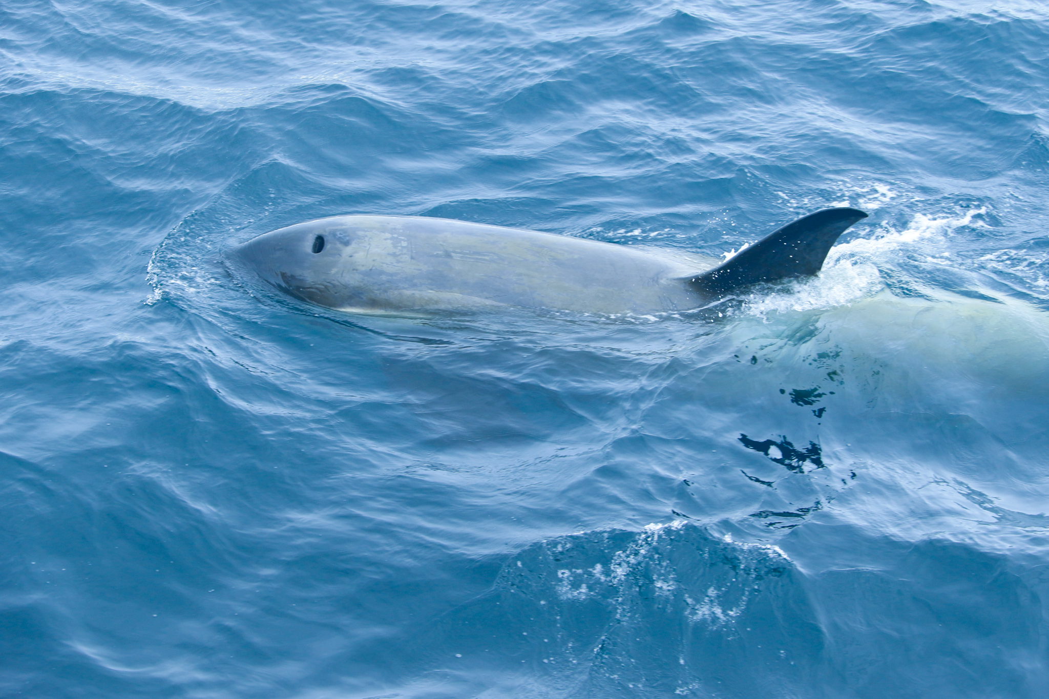 antarica whale