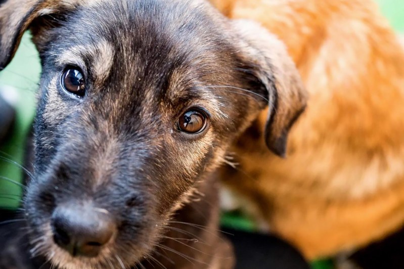 Meet the Street Dogs of Chernobyl on a One-of-a-Kind Airbnb Experience - The Manual Meet the Street Dogs of Chernobyl on a One-of-a-Kind Airbnb Experience - The Manual