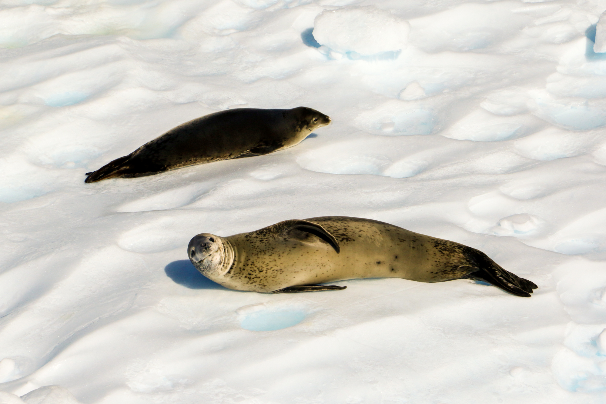 life in antartica tm antarctica seal carousel 1
