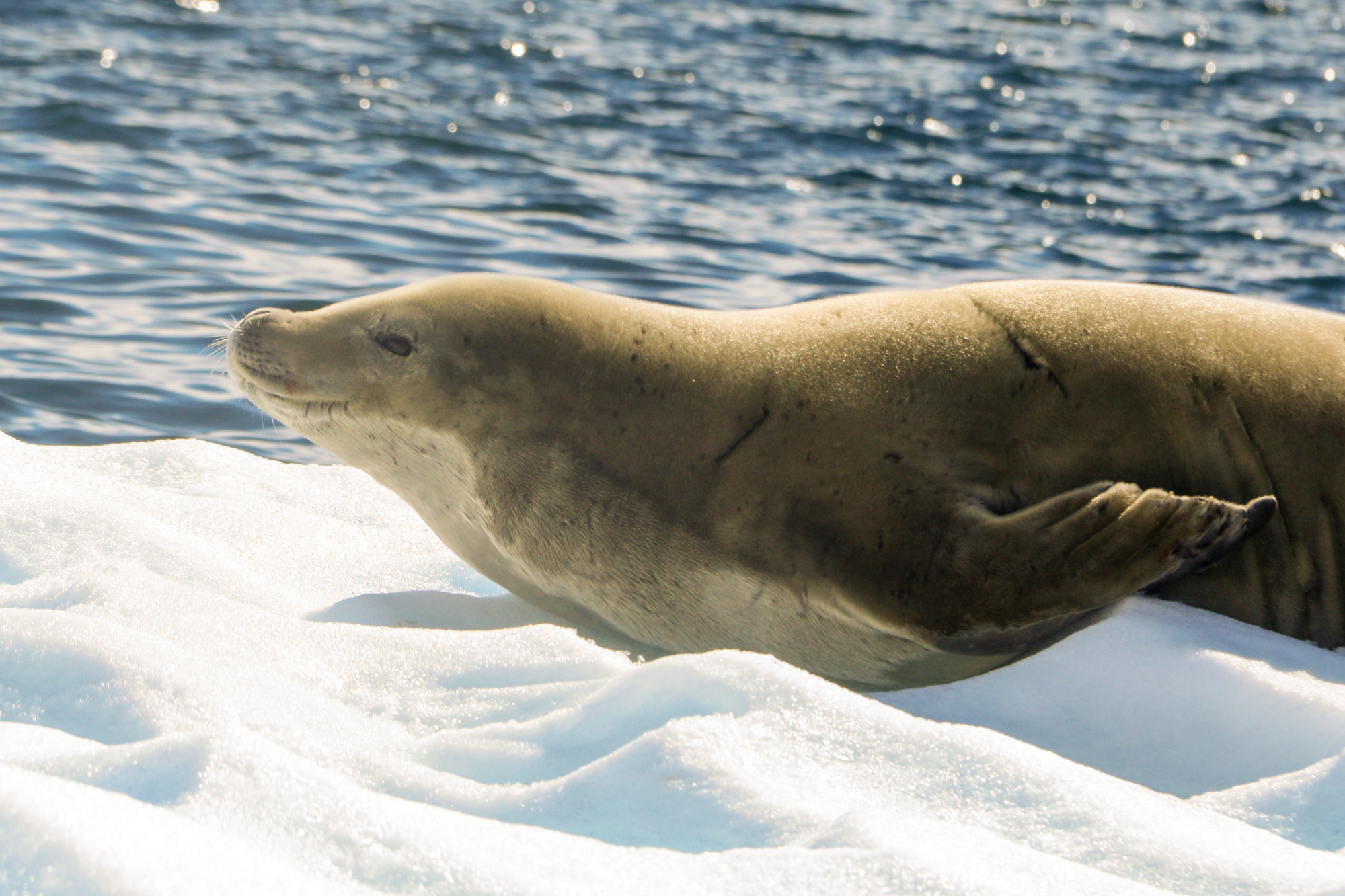 life in antartica tm antarctica seal carousel 10