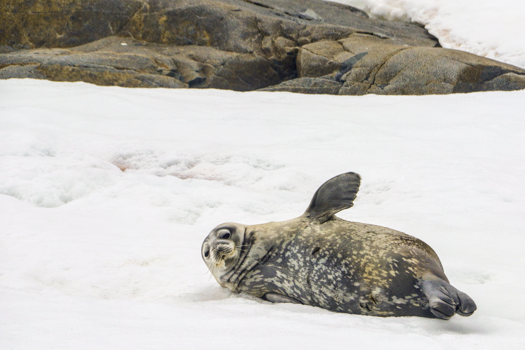 life in antartica tm antarctica seal carousel 11