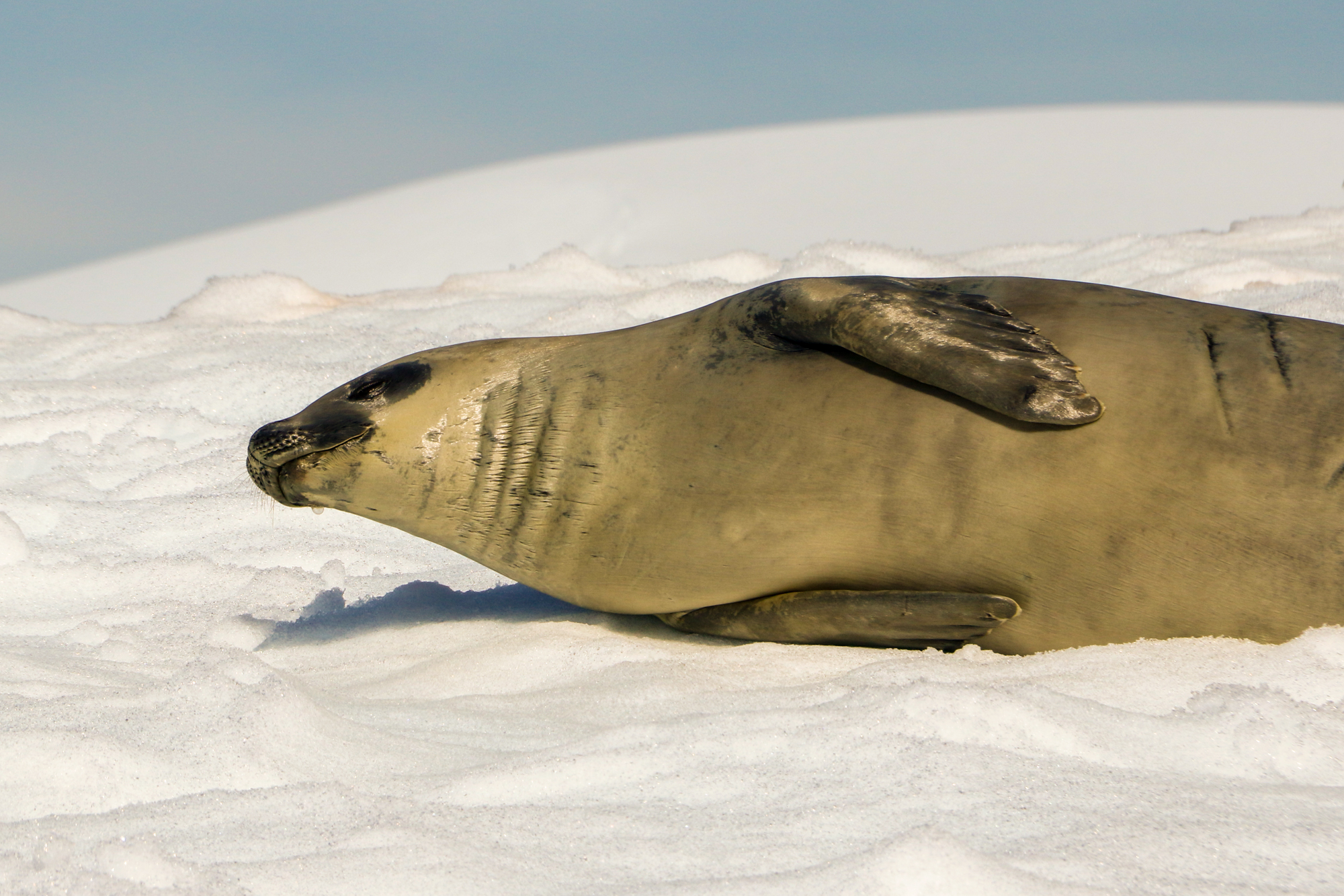 life in antartica tm antarctica seal carousel 2