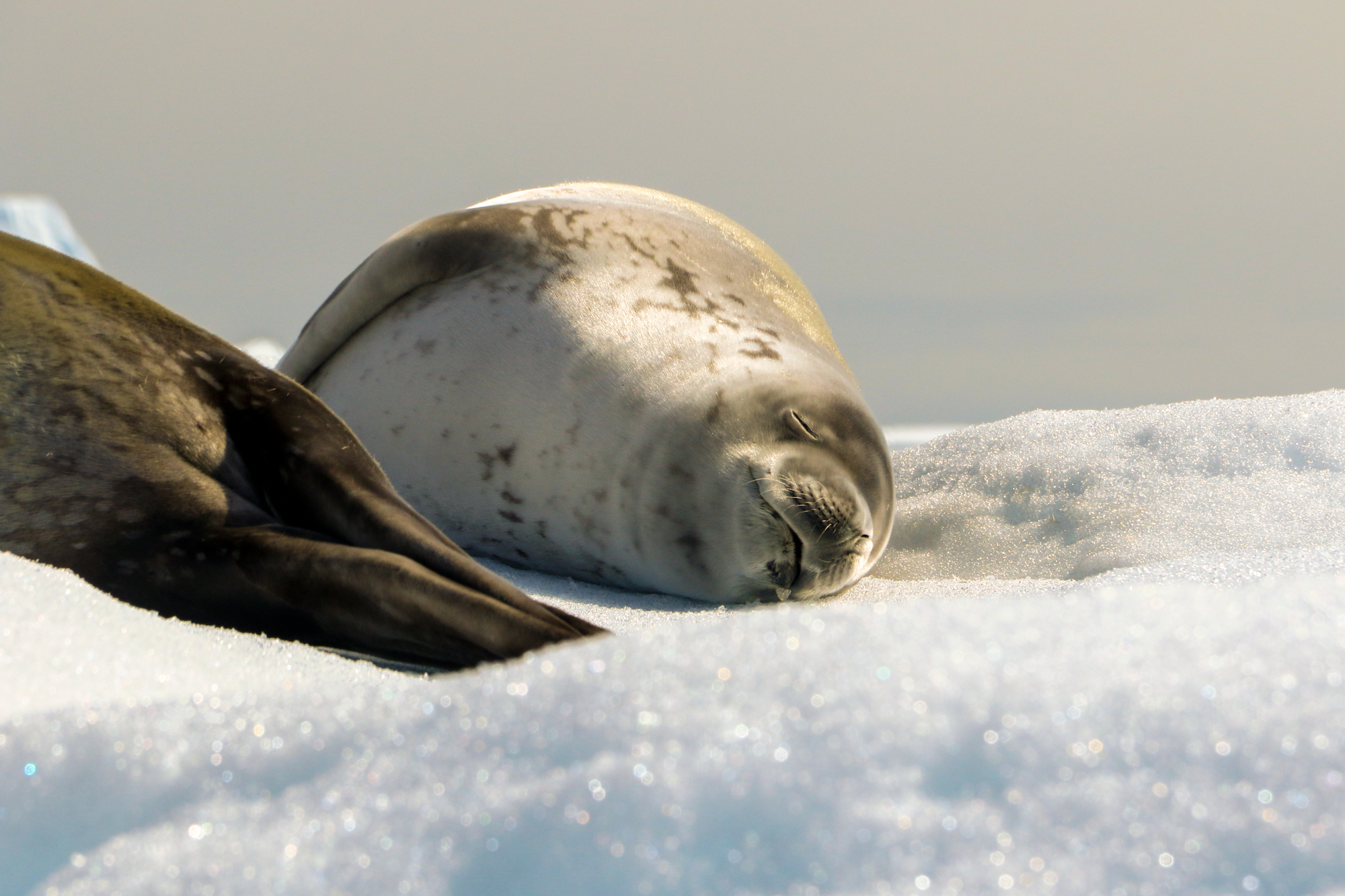 life in antartica tm antarctica seal carousel 3