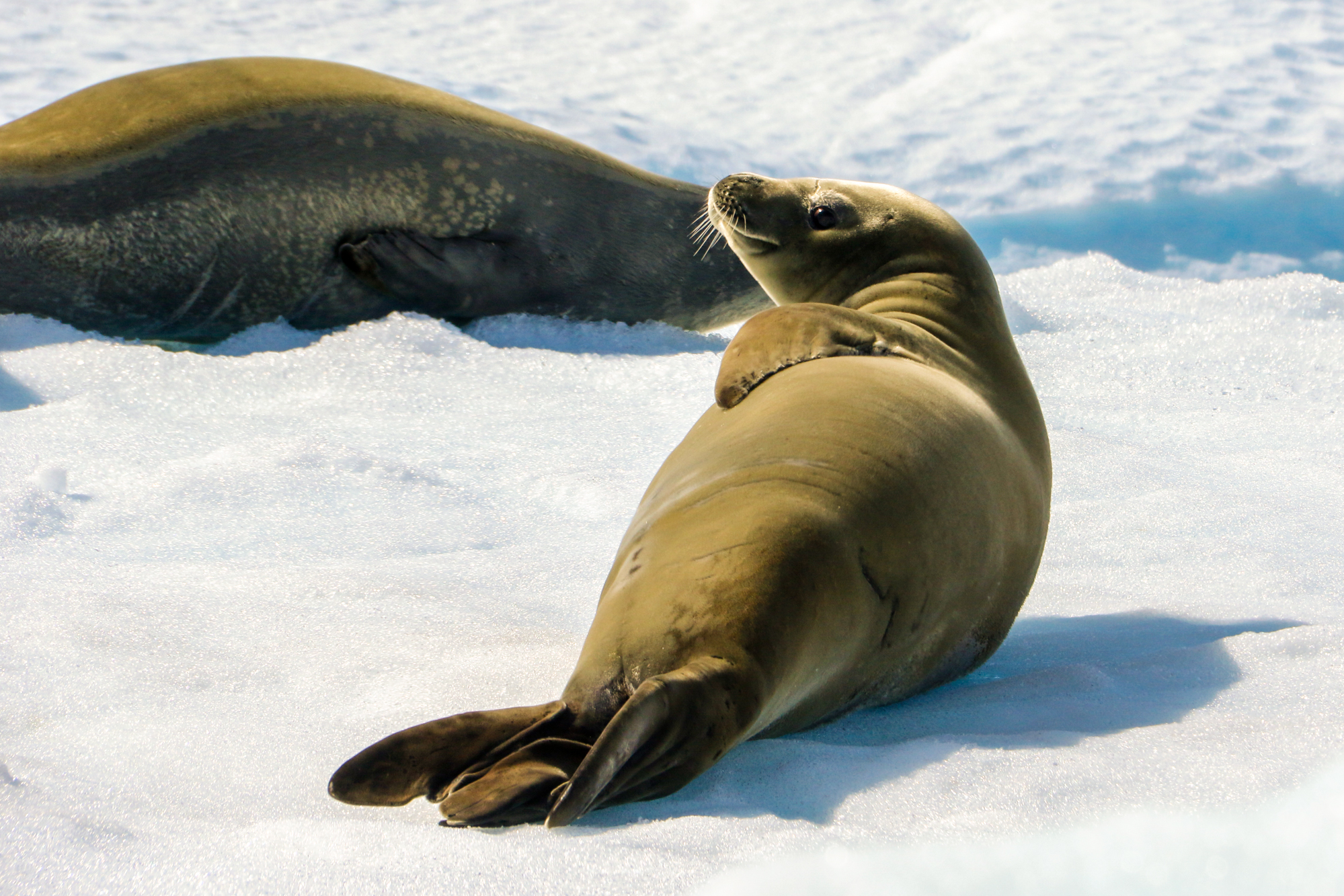 life in antartica tm antarctica seal carousel 5