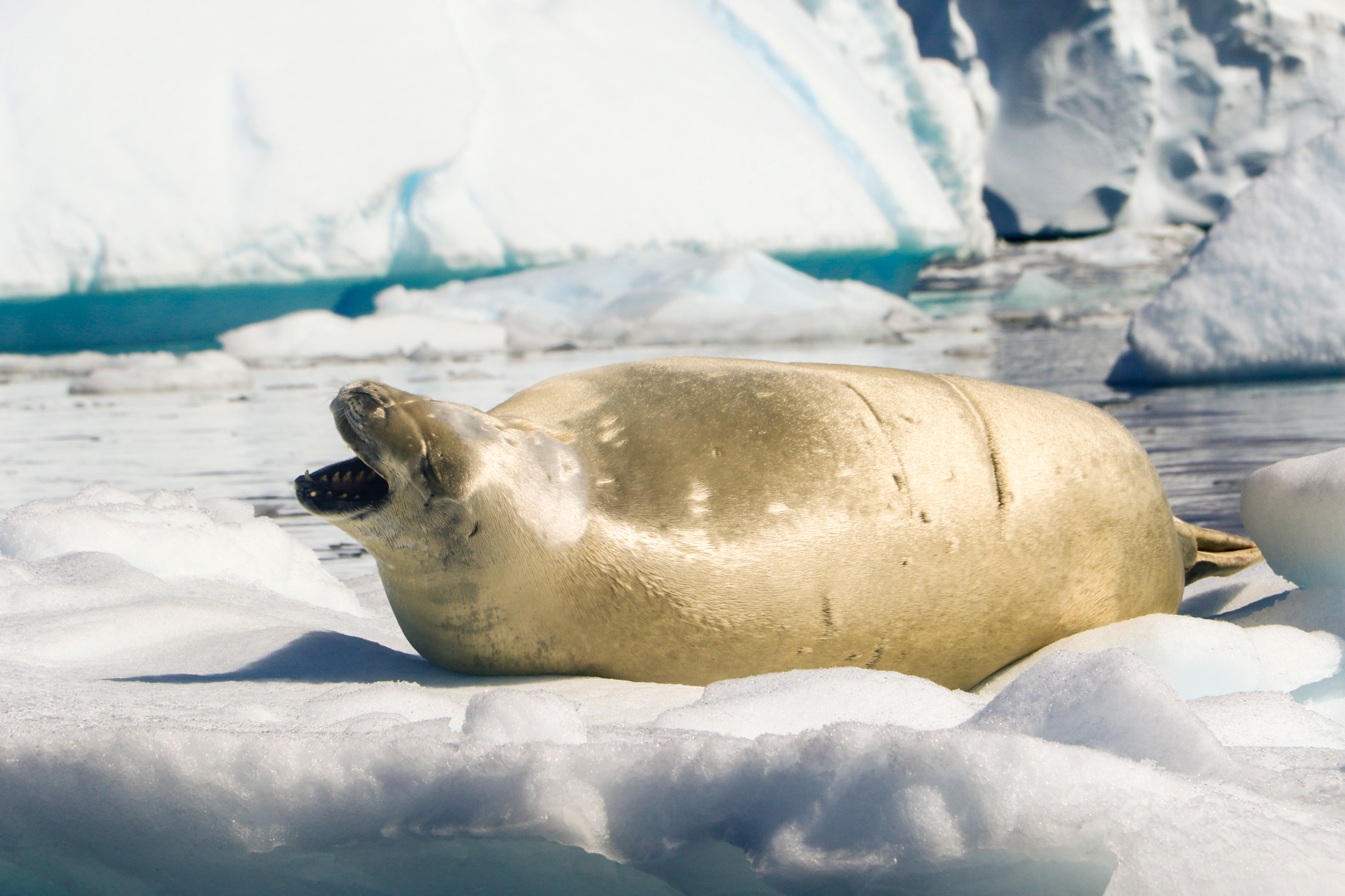 life in antartica tm antarctica seal carousel 7