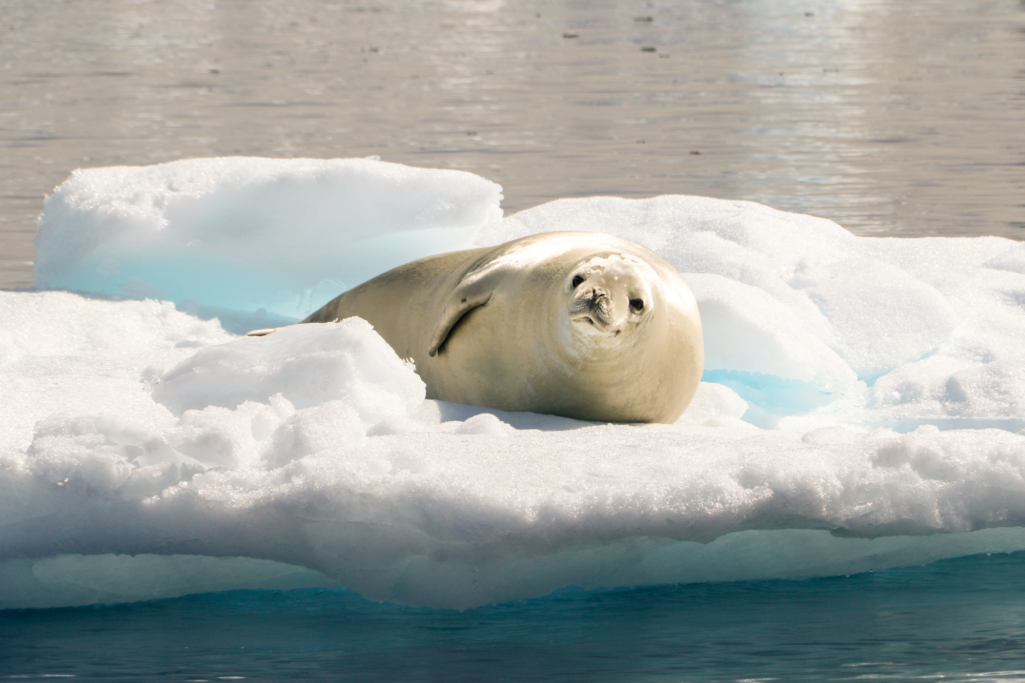 life in antartica tm antarctica seal carousel 8