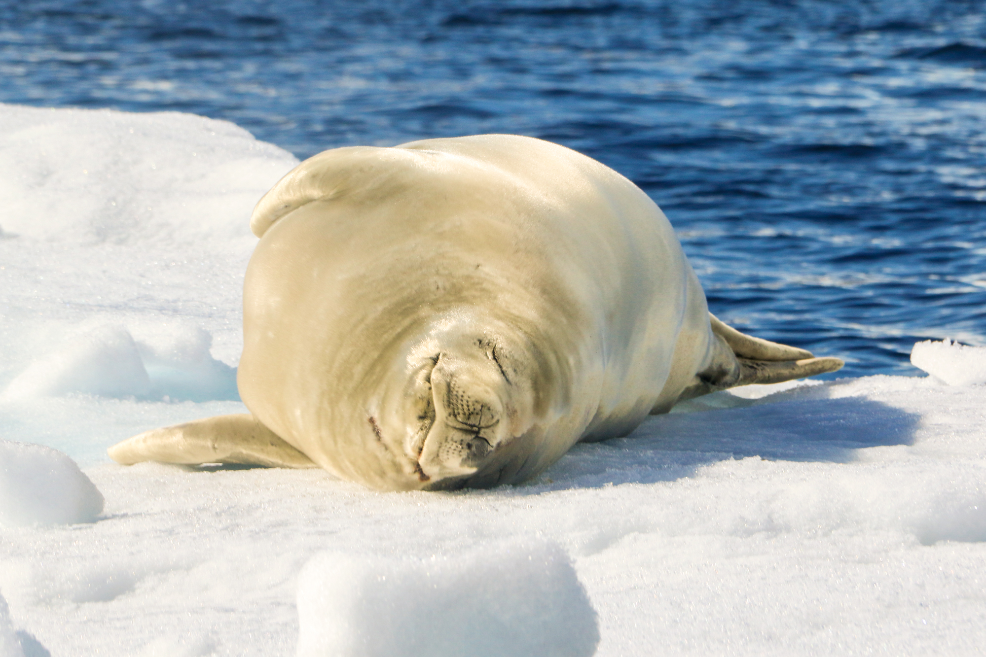 life in antartica tm antarctica seal carousel 9