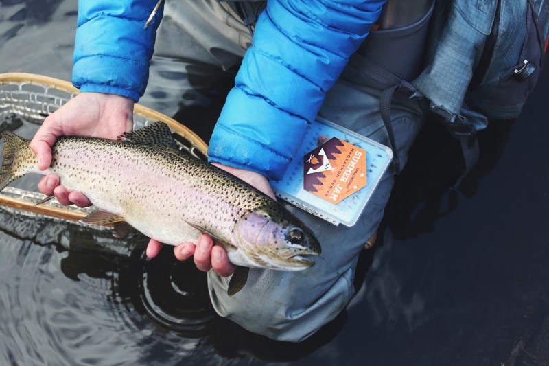 Closeup of two hands holding a freshly caught rainbow trout in a river.