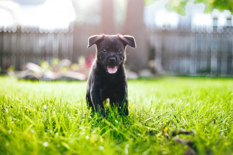 connor the puggle puppy