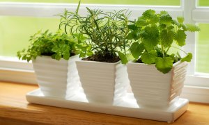 best products for growing food indoors herbs