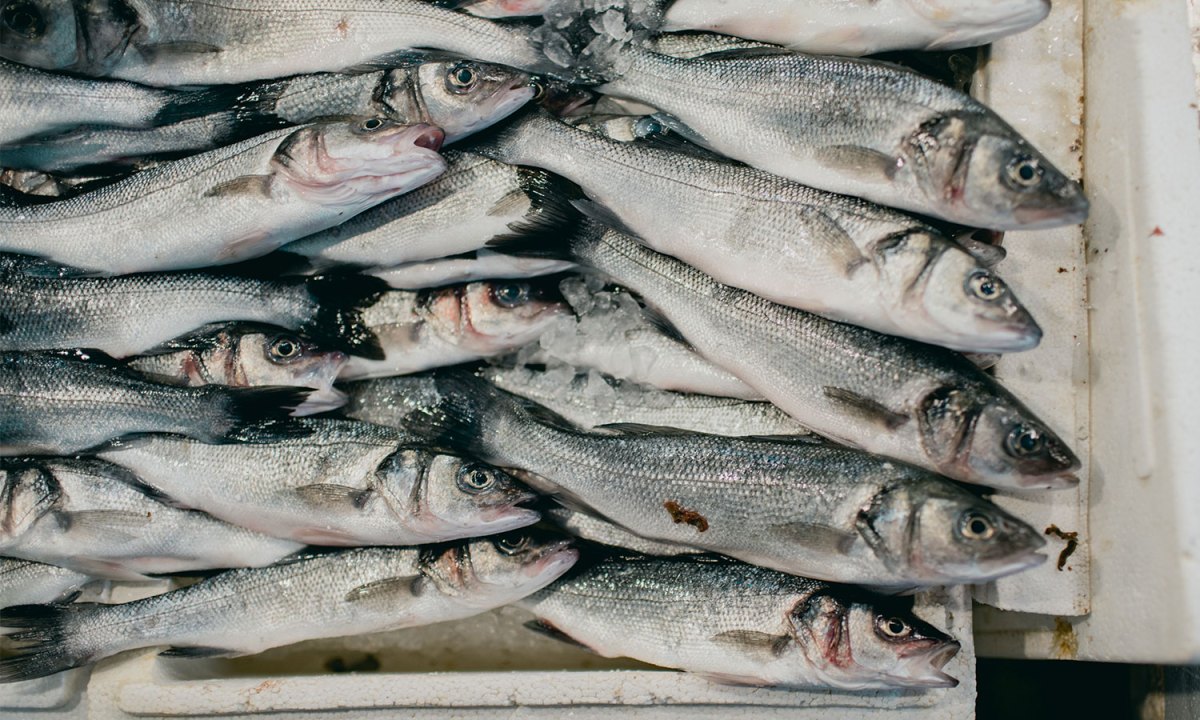 Sardines