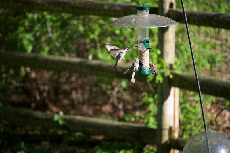 backyard wildlife sanctuary bird feeder