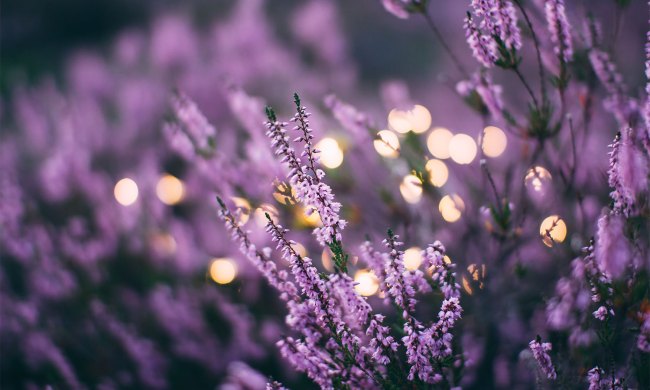 Lavender flowers