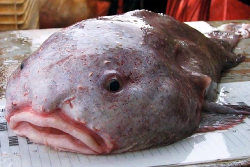 The Blobfish Diving into the Deep Ocean's Weirdest, Ugliest, and Most , Blob Fish