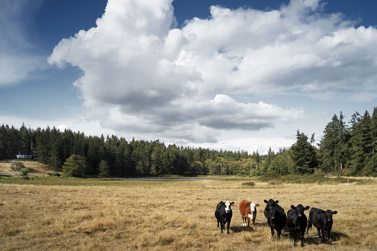 Whidbey Island Farm