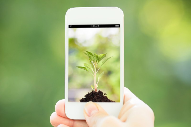Closeup of a hand holding a smartphone with a picture of a small seedling on the screen.