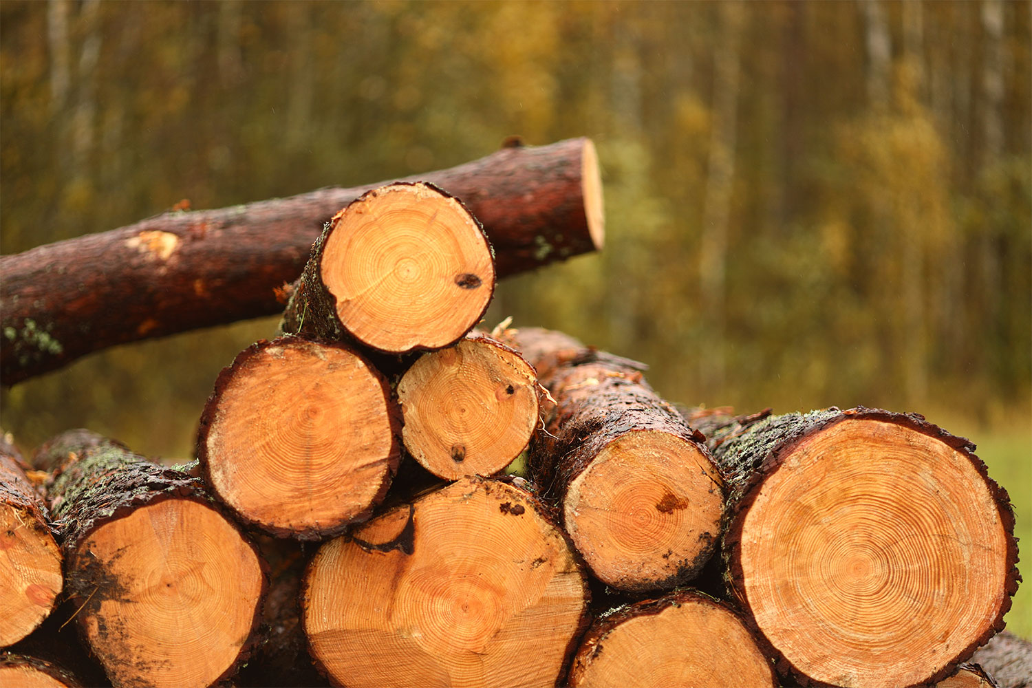 Fresh cut wood