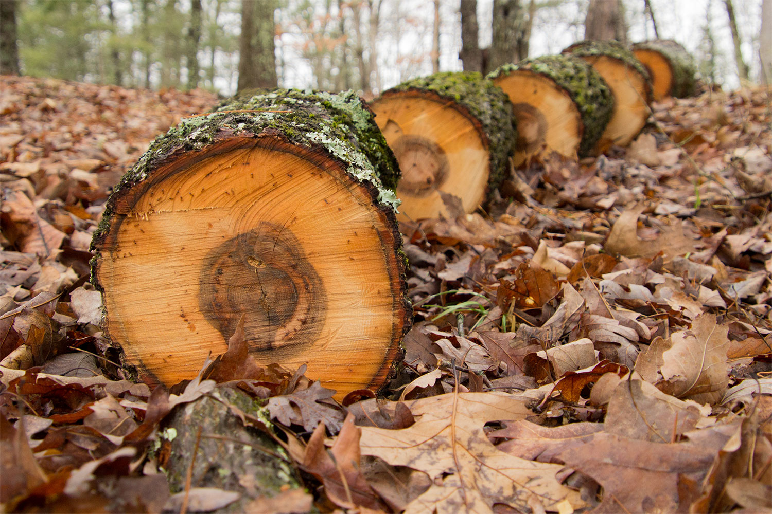 Hickory logs