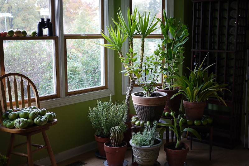 An assortment of indoor plants placed near an open window.