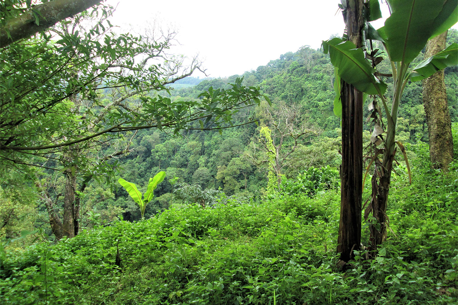 The dense jungle of The Darién Gap