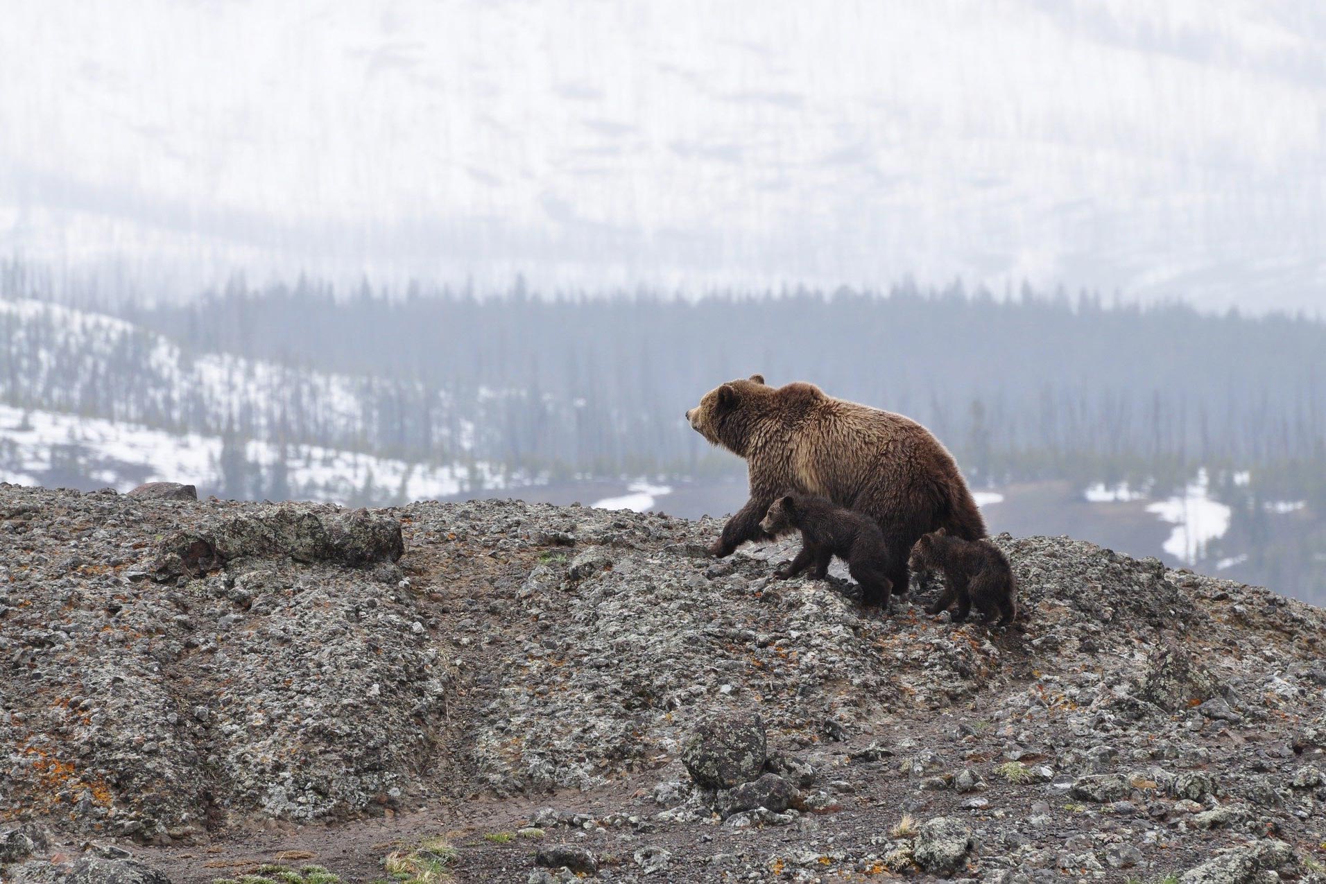 Mama bear with two cubs