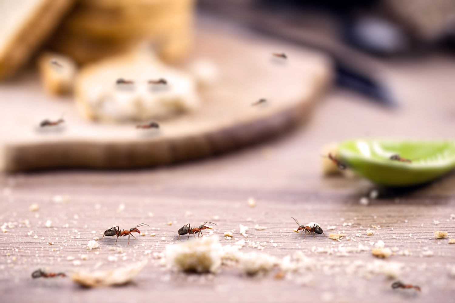 How To Get Rid Of Ants In The Kitchen ?p=1