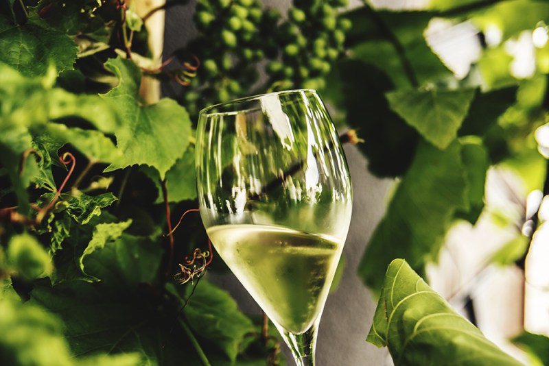 A glass filled with wine with plants as background.