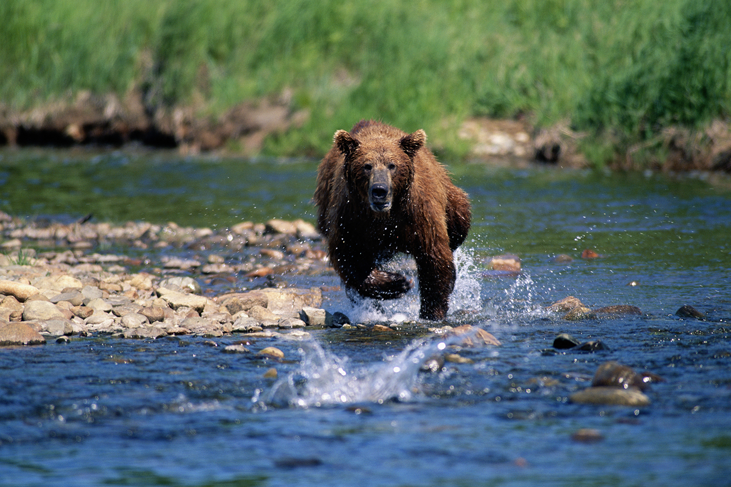 What to do if you see a bear: How to stay safe