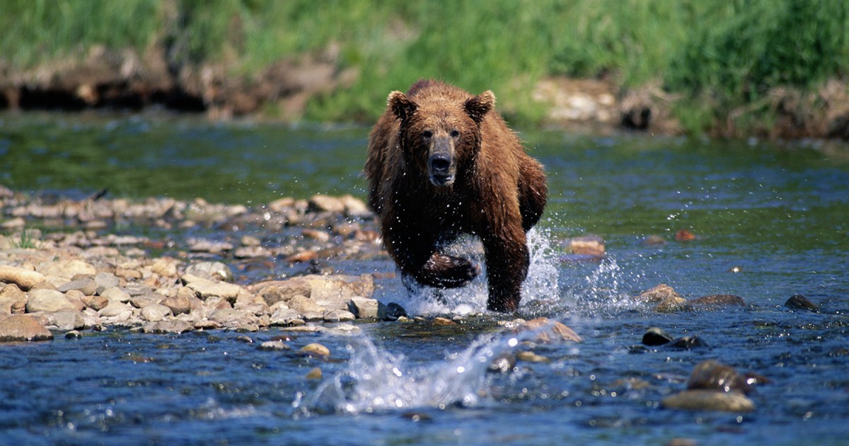 How to survive a bear encounter (and what to do if it all goes wrong), Wildlife