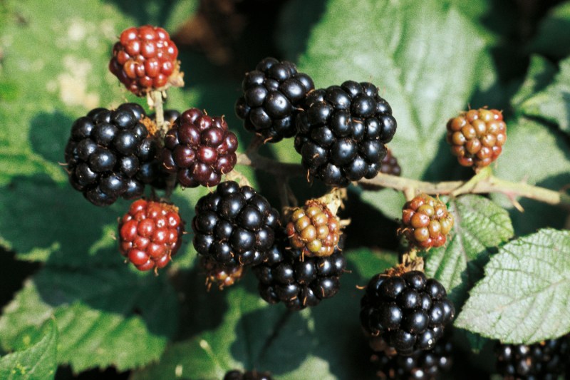 Blackberries