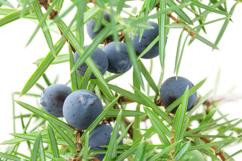 Juniper branch with berries isolated on white background