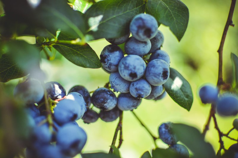 A bunch of blueberries, ripe and ready to pick.