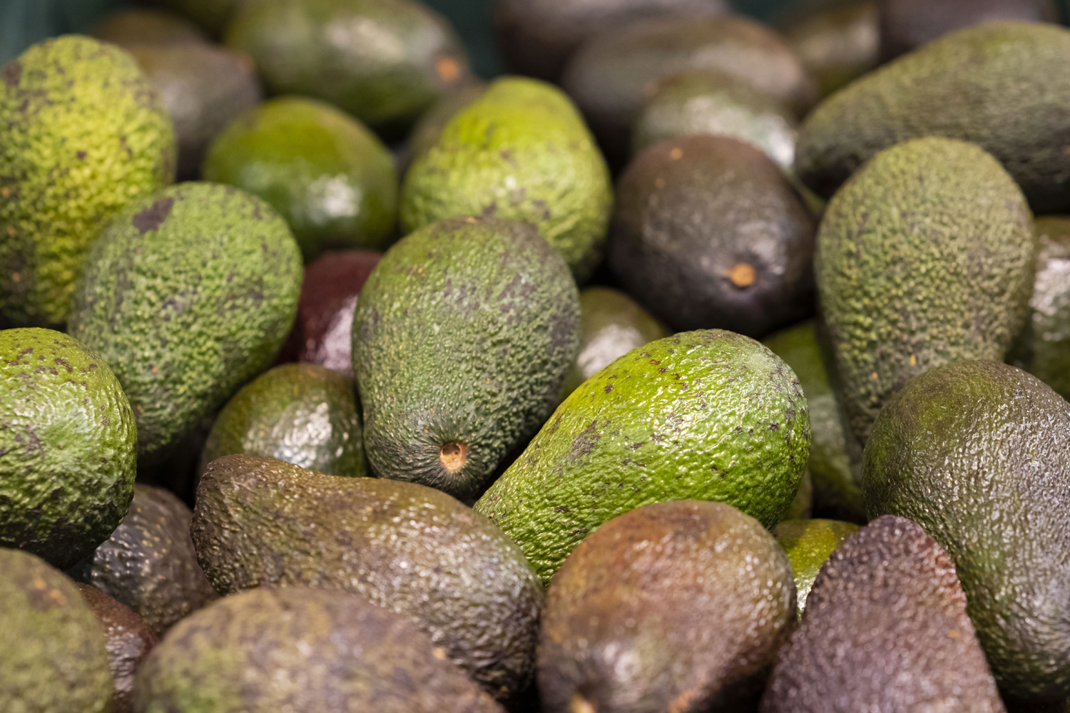 Many ripened avocados