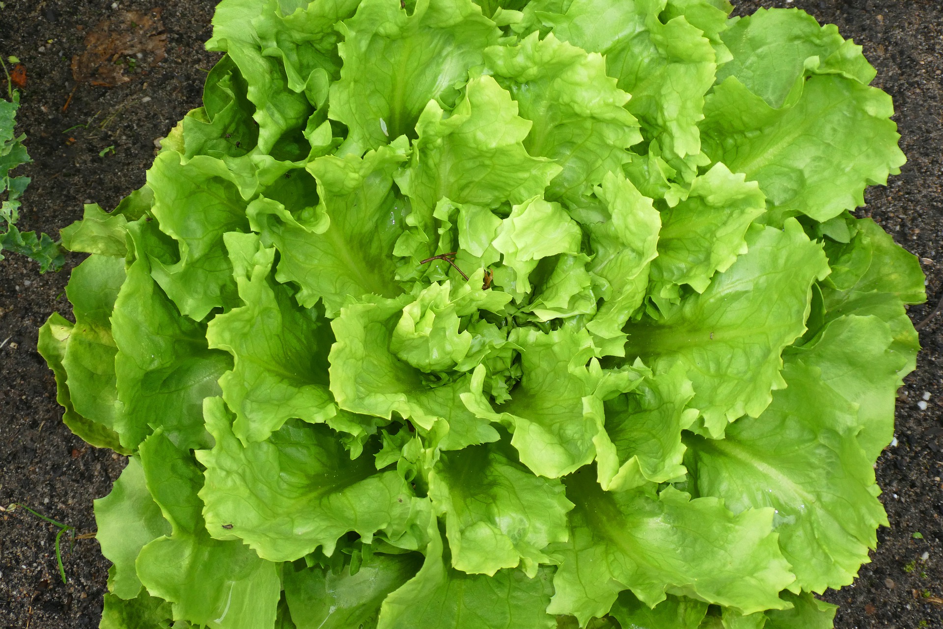 Endive growing in the garden