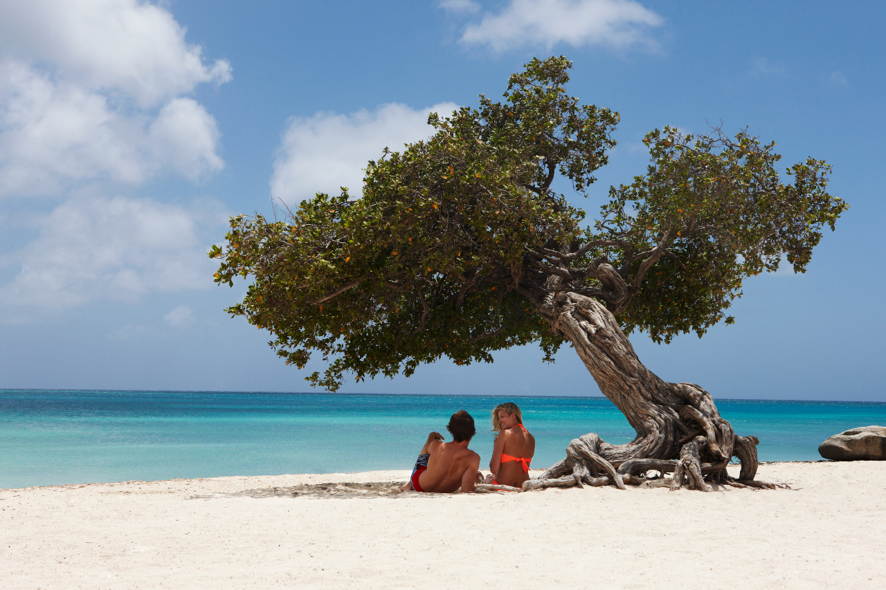 Couple under Fofoti tree on beach in Aruba Marriott.