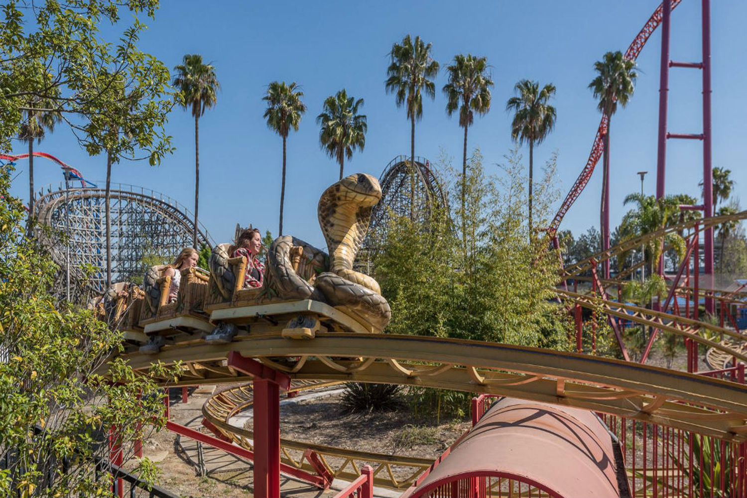 Guests riding the Cobra at Six Flags Discovery Kingdom. 