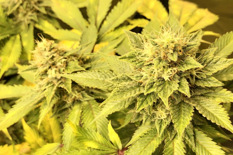 A hybridized strain of indica and sativa