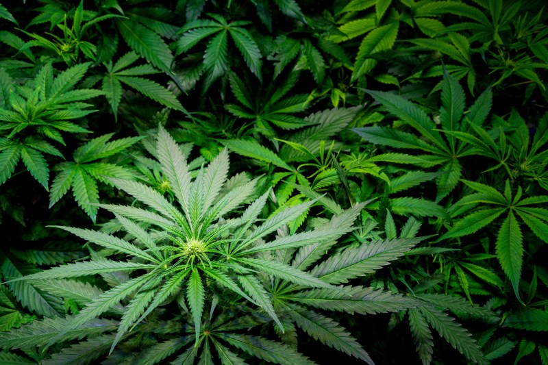 Sativa foliage in outdoors