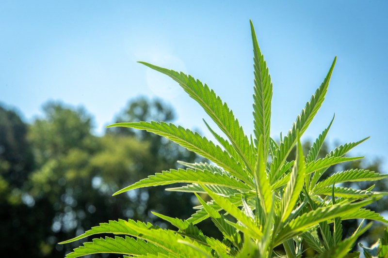 Sativa leaves found in outdoors during a sunny day