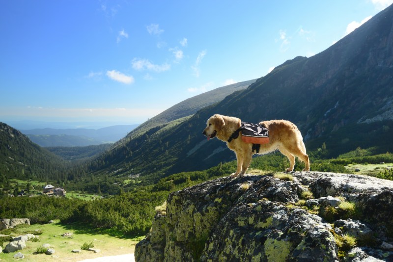 Hiking golden retriever dog with backpack standing on a cliff overlooking a mountain valley.