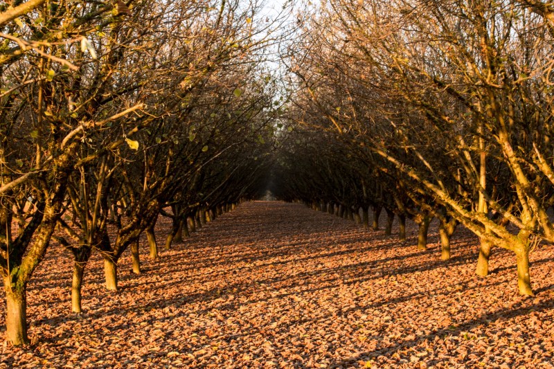 Hazelnut orchard in fall.