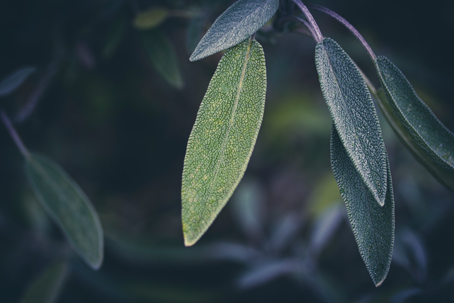 sage leaf