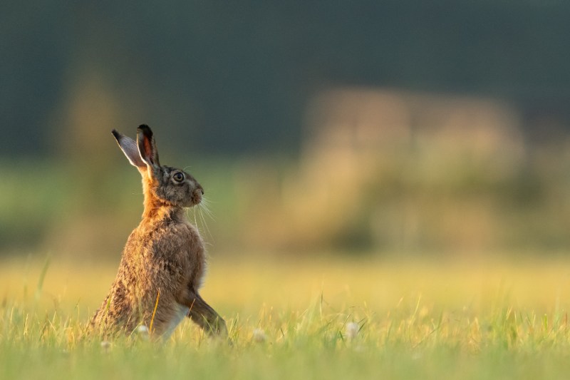 Wild hare standing in a field.