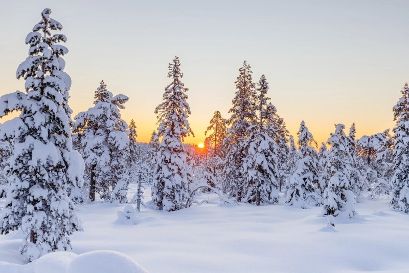 sunset behind trees and ground that are blanketed by snow.