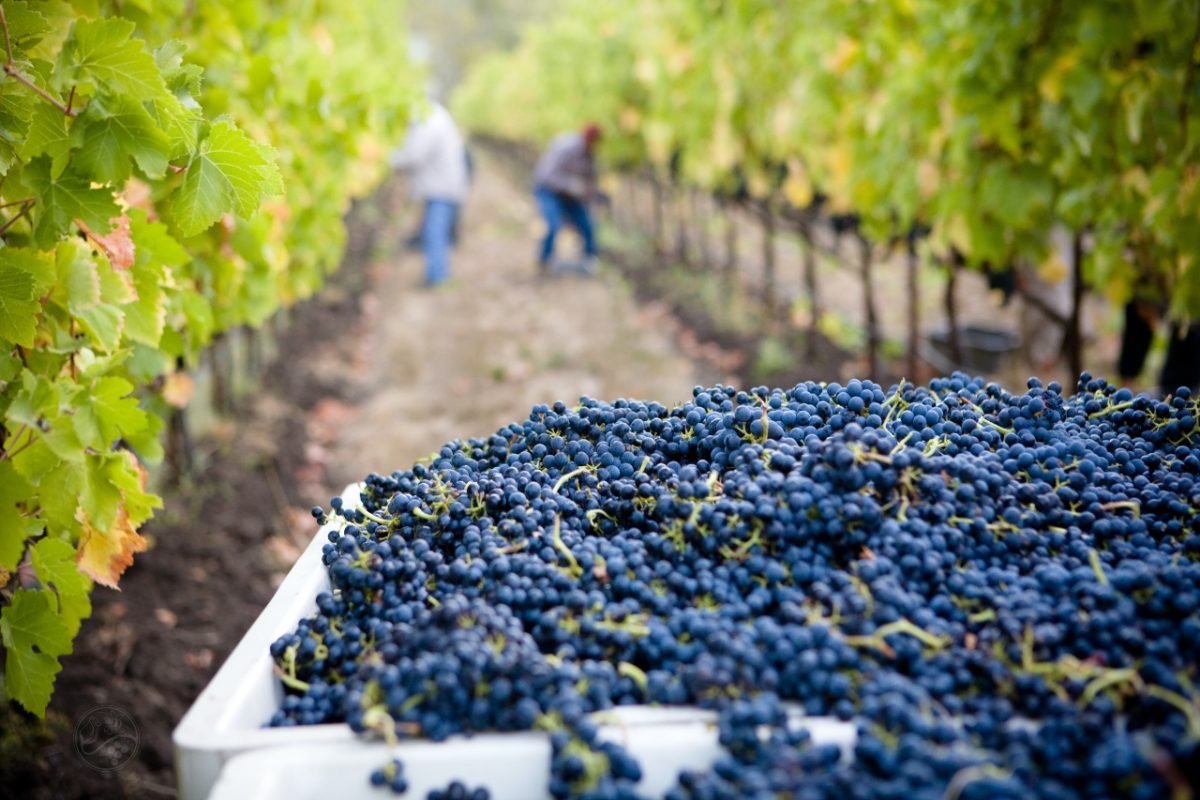 Picked red wine grapes in vineyard