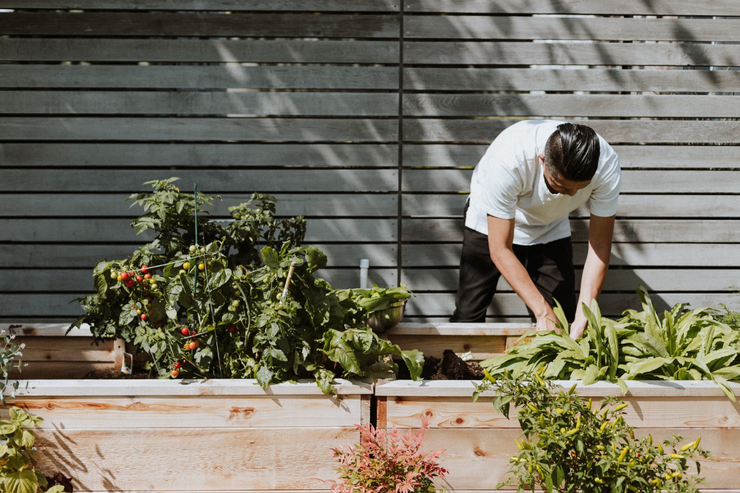 man working in his garden of vegetables.