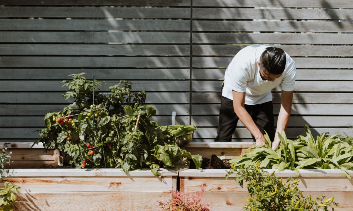 man working in his garden of vegetables.