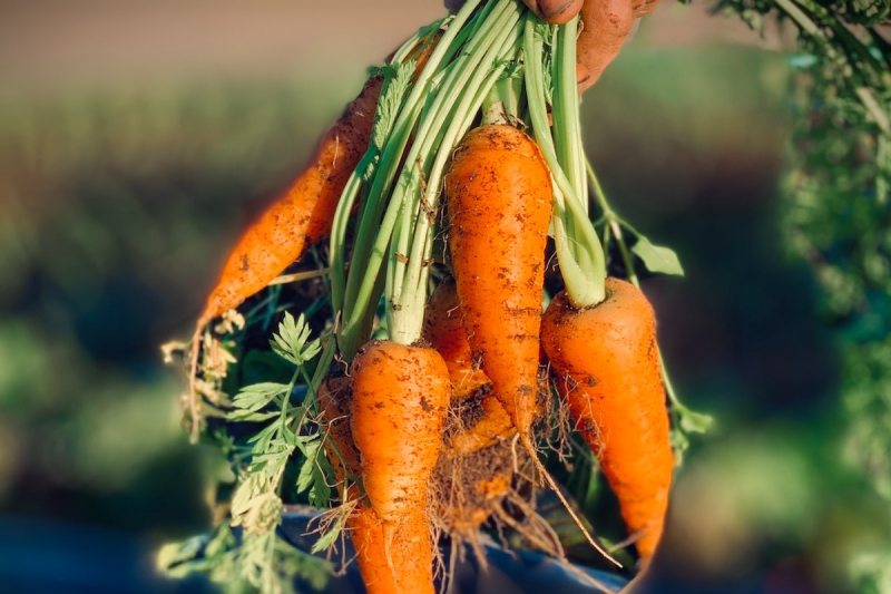 Fresh baby carrots with dirt.