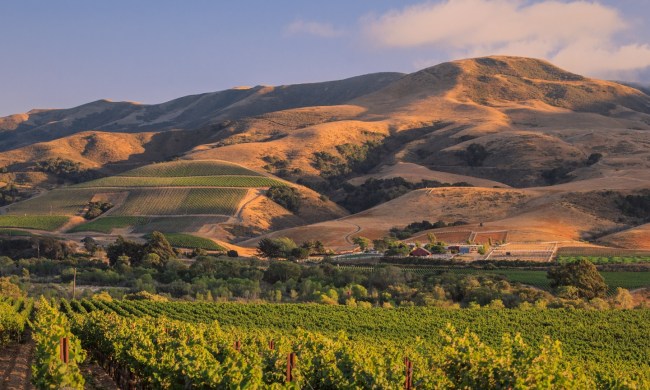 Brewer-Clifton vineyard view.